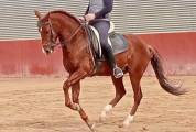 Luso-arabe 