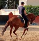 Luso-arabe 