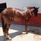 Luso-arabe 