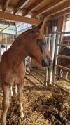 Filly Franche-Montagne For sale 2025 Liver chestnut