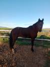 Vendo yegua noble