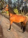 Vendo yegua noble