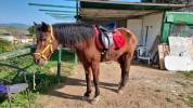 Vendo yegua noble