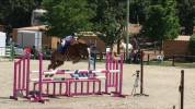 Vendita pony Francese 
