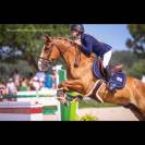 Vendita pony Francese 