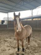 Vendita pony Francese 