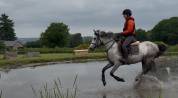 Poney D potentiel CCE/CSO (Vet check + Xrays OK )
