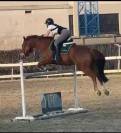 pony da salto del 2016