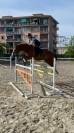 pony da salto del 2016