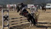Pony femmina del 2015