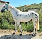 Pony sportivo 6 anni
