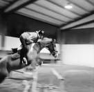 Vendita pony sportiva del 2017