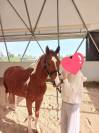 Vendita pony sportiva del 2017