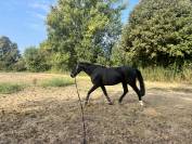 Cavalla Hannover 