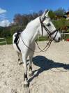Cheval gentille à vendre 