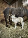 Saillie poney shetland plein papier