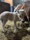Saillie poney shetland plein papier