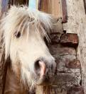 Saillie poney shetland plein papier