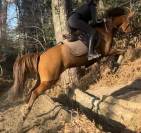 Poney D origine constatée