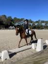 Poney D origine constatée