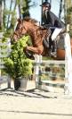 Poney D origine constatée