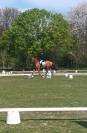 Cheval de sport 6 ans CSO/CCE 