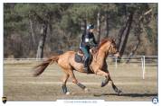 Cheval de sport 6 ans CSO/CCE 