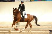 Hongre 13 ans loisir dressage