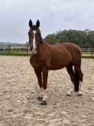 Hongre 13 ans loisir dressage