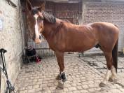 Hongre 13 ans loisir dressage