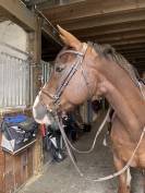 Hongre 13 ans loisir dressage