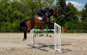 Top jument CSO 