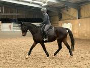 Adorable Horse Looking for a New Home