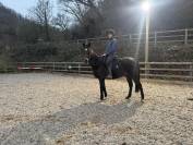 Adorable Horse Looking for a New Home