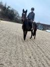 Adorable Horse Looking for a New Home