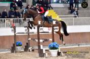 Cavallo per cat fino 1m25