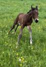 Poulain sport par DIARADO x BALOUBET DU ROUET
