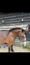Welsh Sec A - polly 11.2hh 