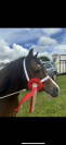 Welsh Sec A - polly 11.2hh 