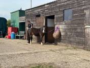 Welsh Sec A - polly 11.2hh 