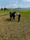 Welsh Sec A - polly 11.2hh 
