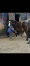 Welsh Sec A - polly 11.2hh 