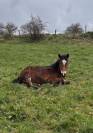 Poulain Cheval de Race Auvergne PP