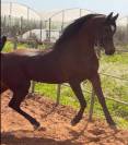 Cavallo arabo di 12 anni