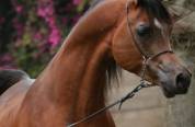 Cavallo arabo di 12 anni