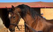 Cavallo arabo di 12 anni