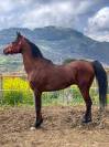 Cavallo arabo di 12 anni