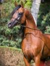 Cavallo arabo di 12 anni