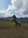 Cavallo arabo di 12 anni