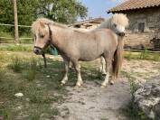 Ponette type shetland